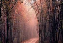 山东鲁能今晚亚冠直播哪里看？比赛看点、阵容分析全解读